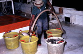 Shrimper watering the day's catch with hose - Fernandina Beach, Florida