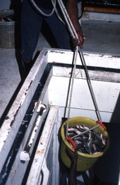 Shrimper lowering bucket of shrimp so it can be stored on ice - Fernandina Beach, Florida