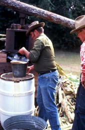 Collecting cane syrup - Orlando, Florida.