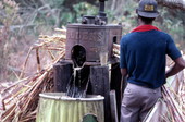Sugarcane juice pouring out of mill into barrel for syrup - Jasper, Florida.