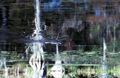 Alligator at Wakulla Springs - Wakulla Springs, Florida
