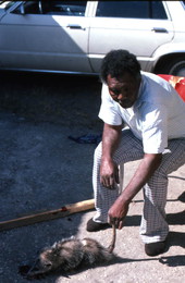 Willie Gillard with a possum he is about to clean for cooking - Tampa, Florida.