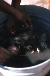 Cleaning the fur of an opossum - Tampa, Florida.