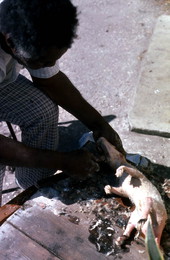 Willie Gillard cleaning an opossum for cooking - Tampa, Florida.