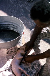 Willie Gillard cutting the feet off of the opossum - Tampa, Florida.