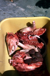Opossum cut up for cooking - Tampa, Florida.