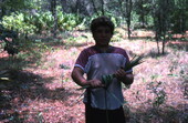 Boy harvesting palmettos - Tampa, Florida.