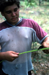 Boy cutting a palmetto - Tampa, Florida.