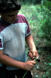 Boy cutting a palmetto - Tampa, Florida.