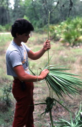 Man collecting palmettos - Tampa, Florida.