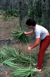 Young man collecting palmettos - Tampa, Florida.
