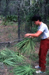 Young man collecting palmettos - Tampa, Florida.