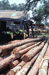 Logs at a cypress ladder making plant - Bartow, Florida.