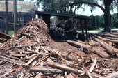 Logs at a cypress ladder making plant - Tampa, Florida.