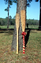 Brooms resting on a tree - Jefferson County, Florida