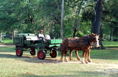 Franklin Purvis' hunting hack - Jefferson County, Florida.