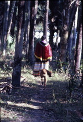 Marian Bowers going to gather palmetto stems, which she uses for making baskets - Brighton Seminole Indian Reservation, Florida.