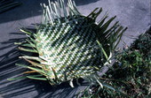 Palmetto basket being made by Marion Bowers - Brighton Seminole Indian Reservation, Florida