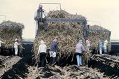 Sugar cane workers placing sugar cane in a field - Clewiston Region, Florida