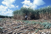 Sugar cane workers collecting sugar cane in a field - Clewiston Region, Florida