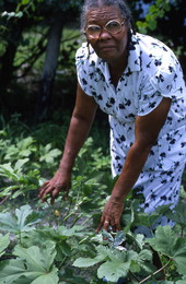 Jesse Mae Newsome collecting plants to make medicine - White Springs, Florida