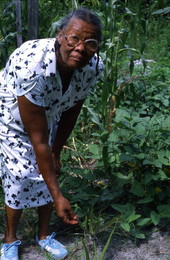 Jesse Mae Newsome collecting plants to make medicine - White Springs, Florida