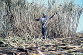Sugar cane worker harvesting sugar cane - Clewiston Region, Florida