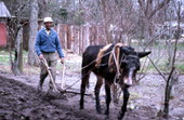 James Ambrose demonstrating plowing - Live Oak, Florida