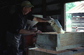S.M. Blackman pouring corn into his grist mill - McAlpin, Florida