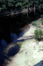 Suwannee River at White Springs - White Springs, Florida