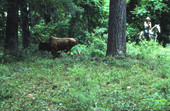 Glen Nettles herding a cow - White Springs, Florida