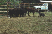 Catch dogs helping herd cattle - White Springs, Florida
