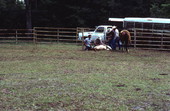 Cowboys at work - White Springs, Florida