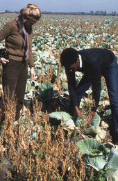 Vince Singleton showing Mary Anne McDonald how to pick cabbage - Hastings, Florida