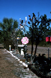 Trees with bottles attatched - Dunn's Creek, Florida.