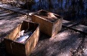 Shad packed into crates - Palatka, Florida.