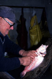 Jerome Schmidt filleting flounder - Palatka, Florida.