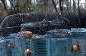 Fish traps - East Palatka, Florida.