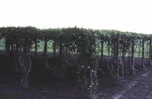 East Indian grape arbor - Homestead, Florida
