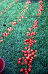 Tomatoes lined up for tomato picking contest - Florida City, Florida
