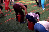 Participants in a tomato picking contest - Florida City, Florida