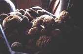 Sponges piled in a crate at Arrellano Brothers Sponge Distributors - Miami, Florida.