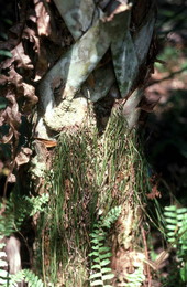 Fern to be used for medicinal purposes - Big Cypress Reservation, Florida