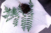 Herbs collected for medicinal use - Big Cypress Reservation, Florida