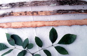Herbs and pieces of bark collected for medicinal use - Big Cypress Reservation, Florida