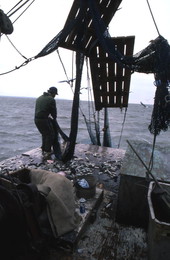 Dale Davis emptying nets on a shrimp boat - Apalachicola, Florida.