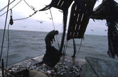 Dale Davis emptying nets on a shrimp boat - Apalachicola, Florida.