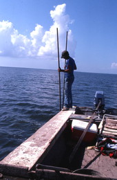 Oystering with tongs - Apalachicola, Florida.