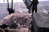 Net released onto deck - Apalachicola, Florida.