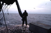 Dale Davis tying net up - Apalachicola, Florida.